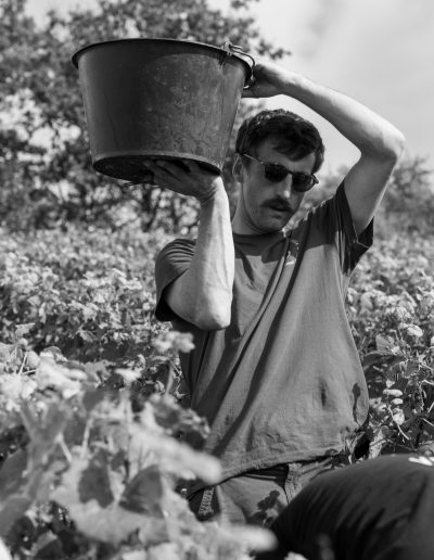 Shooting photo vignes